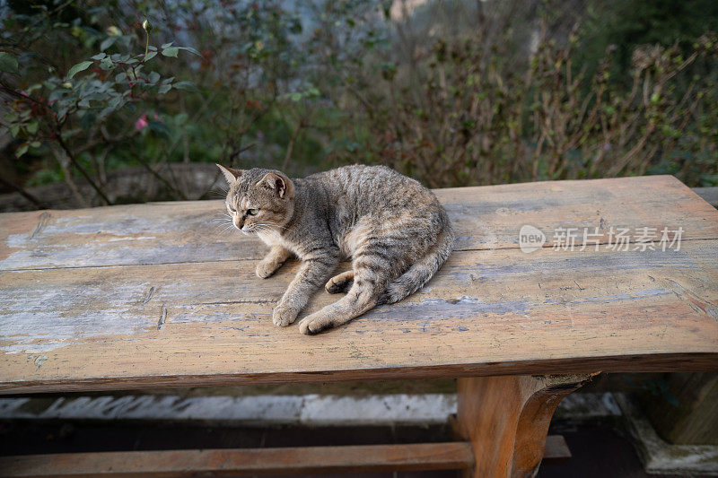Domestic cat sitting on wooden bench